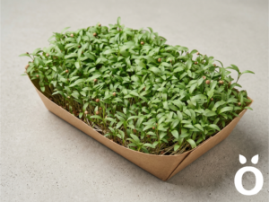Microgreens de Cilantro Vivos en Bandeja - Röra Greens