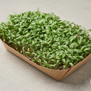 Microgreens de Cilantro Vivos en Bandeja - Röra Greens