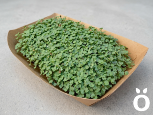 Microgreens de Rúcula Vivos en Bandeja - Röra Greens