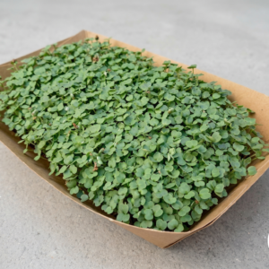 Microgreens de Rúcula Vivos en Bandeja - Röra Greens