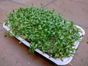 Microgreens de Cilantro Vivos en Bandeja - Röra Greens