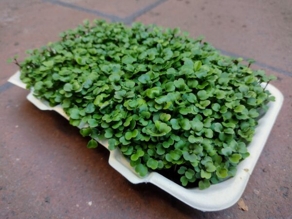 Microgreens de Rúcula Vivos en Bandeja - Röra Greens