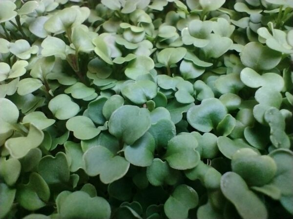 Microgreens de Rúcula Vivos en Bandeja - Röra Greens - Imagen 3