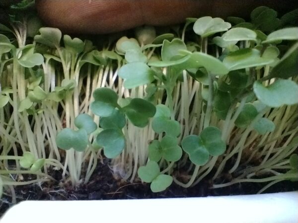 Microgreens de Rúcula Vivos en Bandeja - Röra Greens - Imagen 4