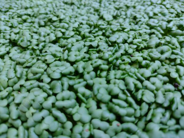 Microgreens Mostaza negra Cosechados caja 90 gr. - Röra Greens - Imagen 2