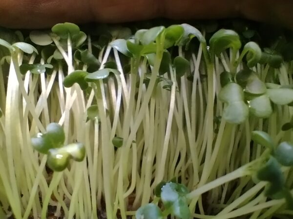 Microgreens Mostaza negra Cosechados caja 90 gr. - Röra Greens - Imagen 4