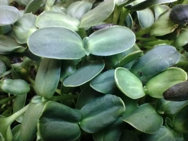 Microgreens de Maravilla Cosechados caja 90 gr. - Röra Greens - Imagen 3
