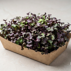 Microgreens de Rabano morado premium para restaurantes en Santiago - Rora Greens