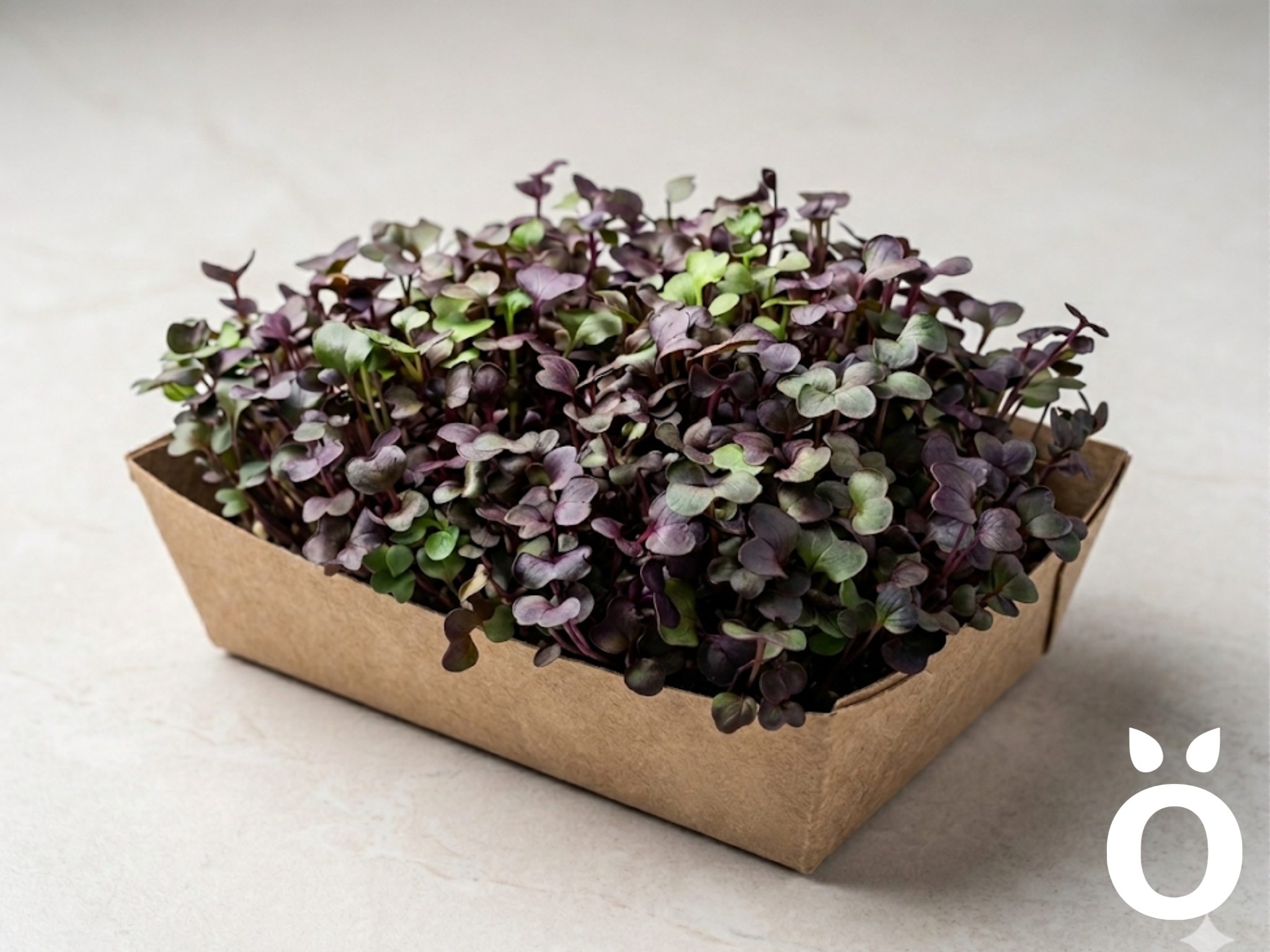Microgreens de Rabano morado premium para restaurantes en Santiago - Rora Greens