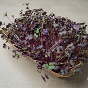 Microgreens de Rábano Morado Vivos en Bandeja - Röra Greens