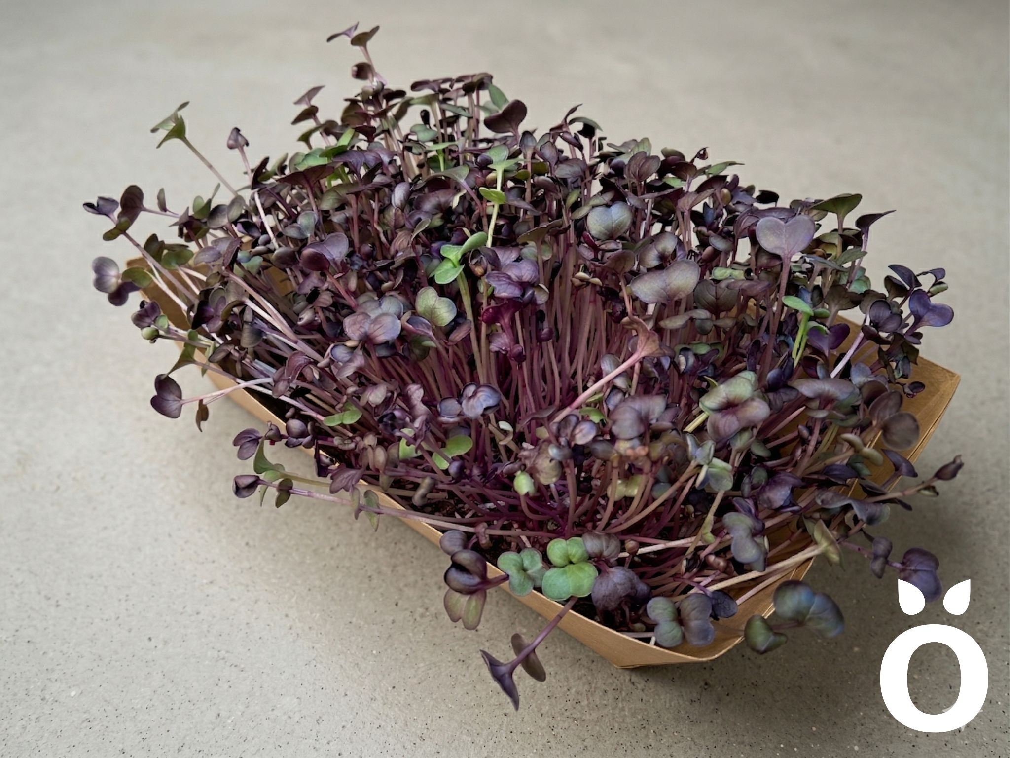 Microgreens de Rábano Morado Vivos en Bandeja - Röra Greens