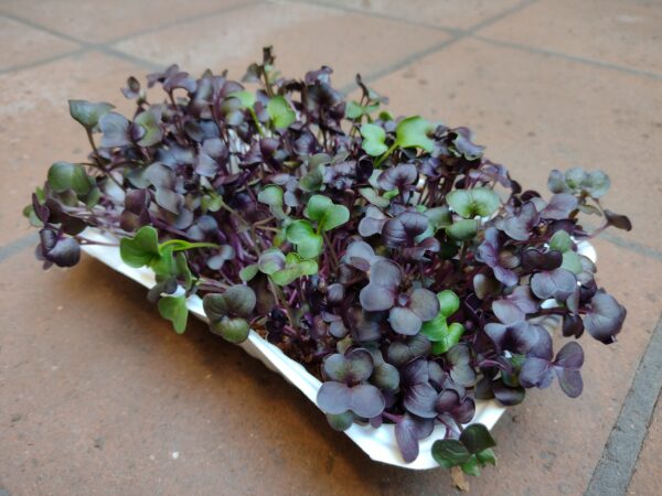 Microgreens de Rábano Morado Vivos en Bandeja - Röra Greens