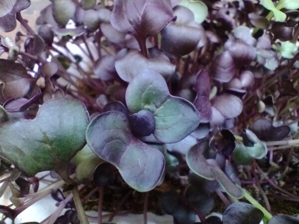 Microgreens de Rábano Morado Vivos en Bandeja - Röra Greens - Imagen 3