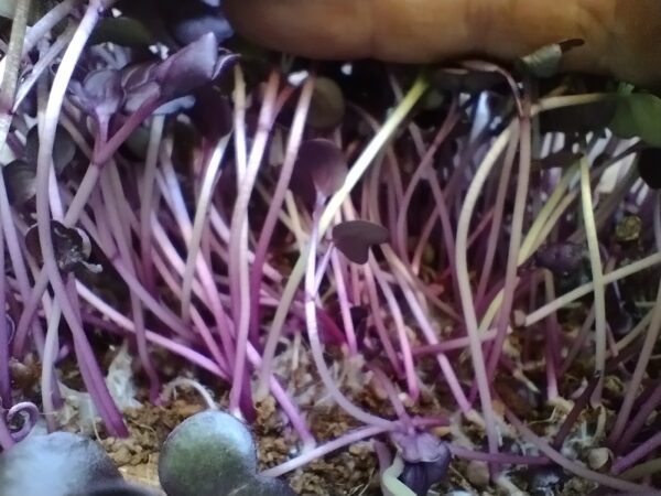 Microgreens de Rábano Morado Vivos en Bandeja - Röra Greens - Imagen 4