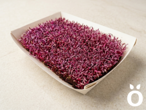 Microgreens de Amaranto Rojo Vivos en Bandeja - Röra Greens