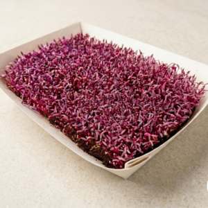Microgreens de Amaranto rojo premium para restaurantes en Santiago - Rora Greens