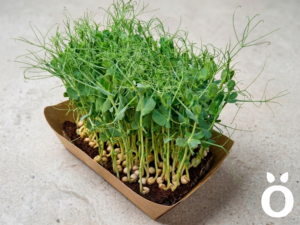 Microgreens de Arvejas Vivos en Bandeja - Röra Greens