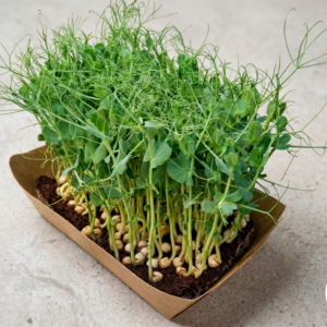 Microgreens de Arvejas Vivos en Bandeja - Röra Greens