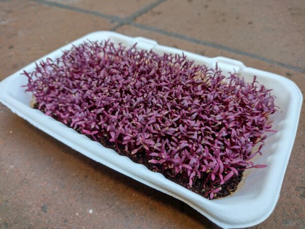 Microgreens de Amaranto Rojo Vivos en Bandeja - Röra Greens