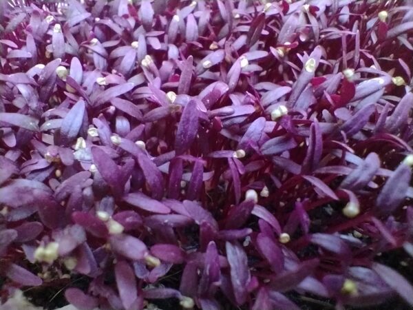 Microgreens de Amaranto Rojo Vivos en Bandeja - Röra Greens - Imagen 3