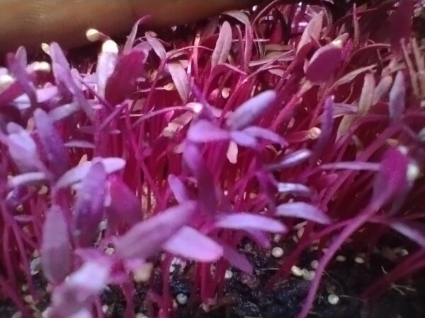 Microgreens de Amaranto Rojo Vivos en Bandeja - Röra Greens - Imagen 4