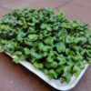 Microgreens de Rábano Rosado Vivos en Bandeja - Röra Greens