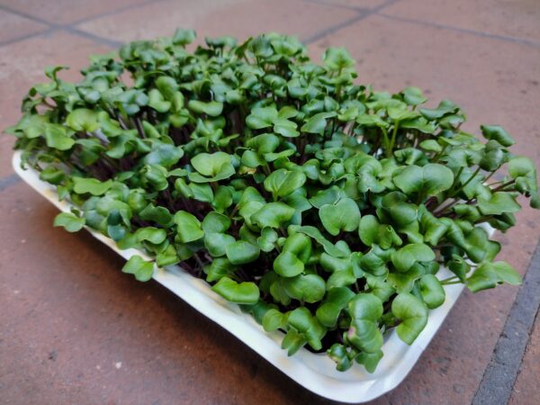 Microgreens de Rábano Rosado Vivos en Bandeja - Röra Greens