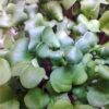 Microgreens de Rábano Rosado Vivos en Bandeja - Röra Greens - Imagen 3