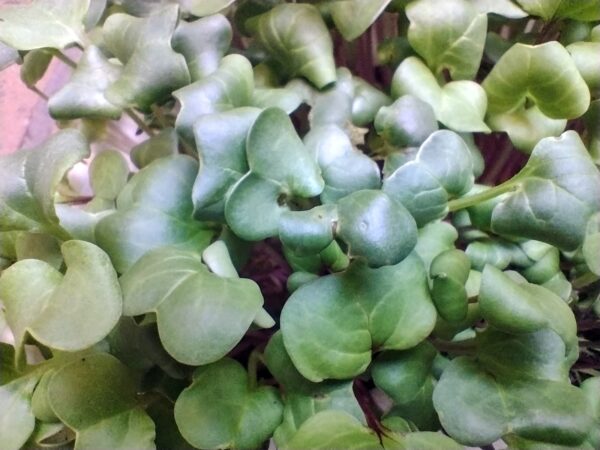 Microgreens de Rábano Rosado Vivos en Bandeja - Röra Greens - Imagen 3