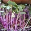 Microgreens de Rábano Rosado Vivos en Bandeja - Röra Greens - Imagen 4