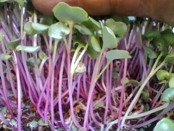 Microgreens de Rábano Rosado Vivos en Bandeja - Röra Greens - Imagen 4