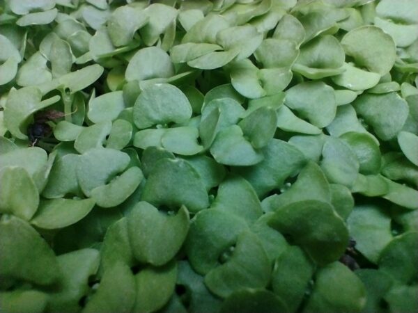 Microgreens de Albahaca Vivos en Bandeja - Röra Greens - Imagen 3
