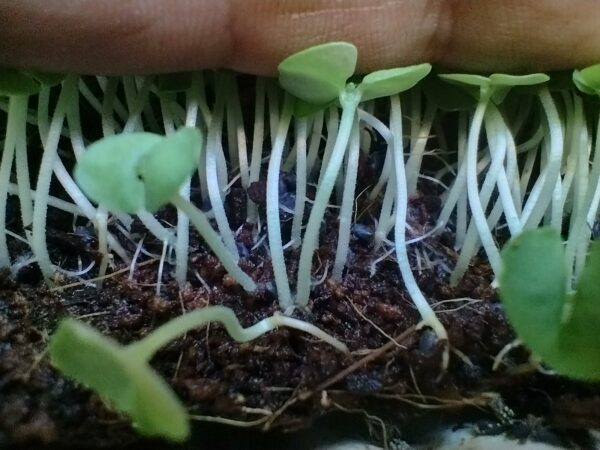Microgreens de Albahaca Vivos en Bandeja - Röra Greens - Imagen 4
