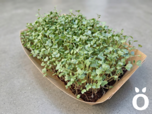Microgreens de Brócoli Vivos en Bandeja - Röra Greens