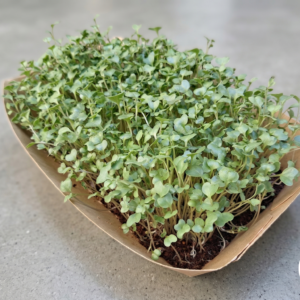 Microgreens de Brócoli Vivos en Bandeja - Röra Greens
