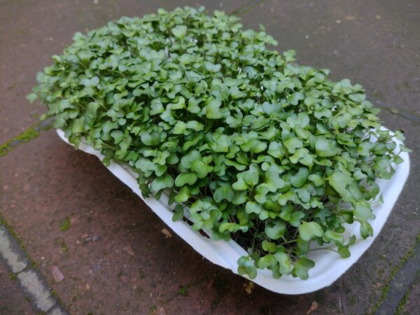 Microgreens de Brócoli Vivos en Bandeja - Röra Greens