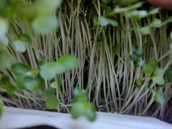 Microgreens de Brócoli Vivos en Bandeja - Röra Greens - Imagen 4