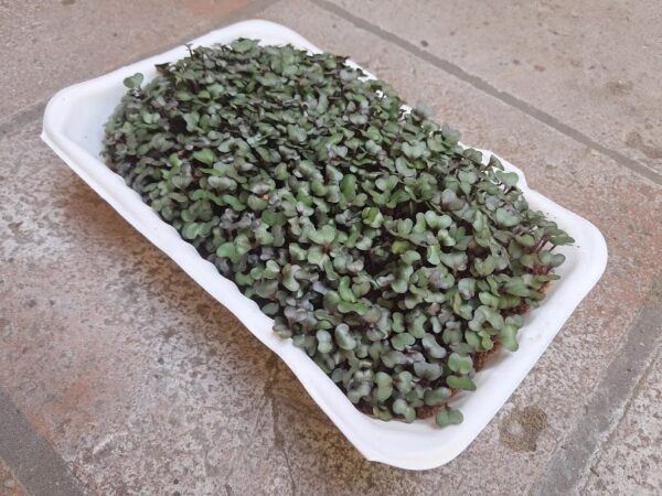 Microgreens de Repollo Morado Vivos en Bandeja - Röra Greens
