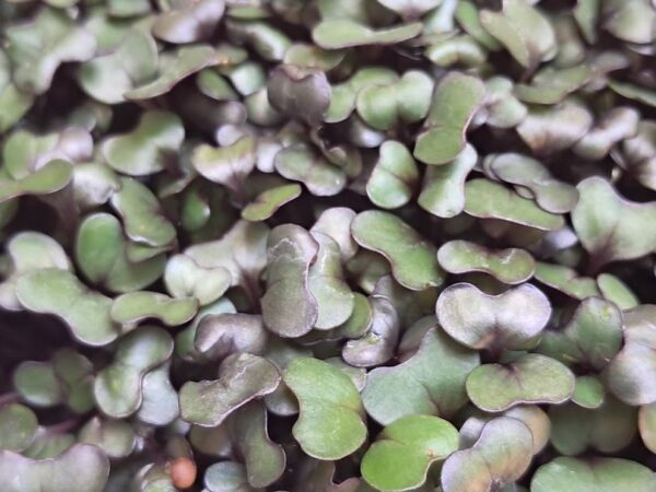 Microgreens de Repollo Morado Vivos en Bandeja - Röra Greens - Imagen 3